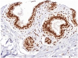 MilliporeSigma ADA3, Mouse, Unlabeled, Clone: 5C9/C8, 100&mu;L; Unlabeled:Antibodies,